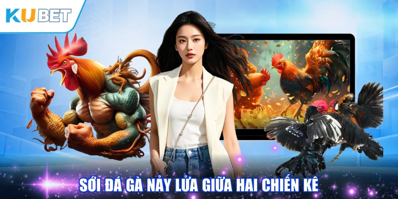 Sới Đá Gà nảy lửa giữa hai chiến kê